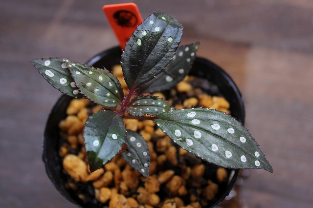 紺ソネリラ Sonerilla sp.Di Linh Plateau VietNam p*n様 青光りSonerila  Linh Plateau,Vi - メルカリ